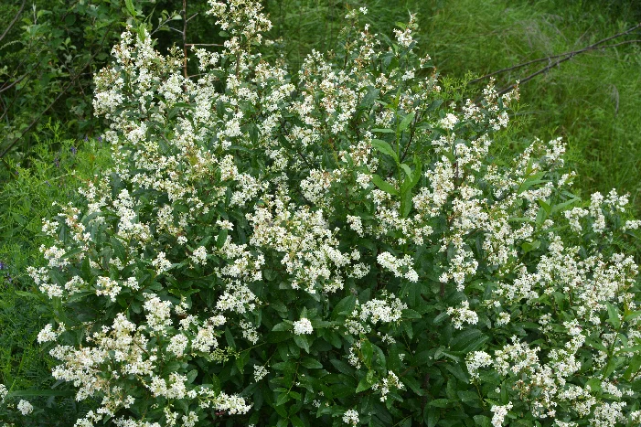 Blühender Strauch mit weißen Blüten